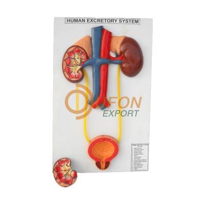 Human Excretory System Model