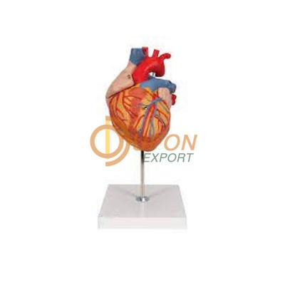 Human Heart Model