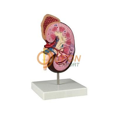 Human Kidney Model