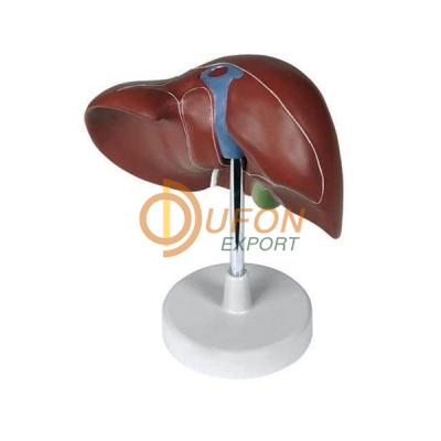 Human Liver Model