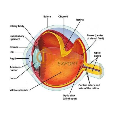 Human Eye Chart