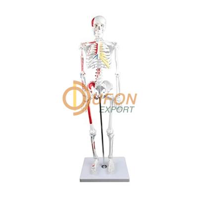 Half Size Human Skeleton 84cm