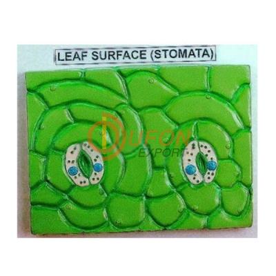 Stomata Leaf Prepared Slide