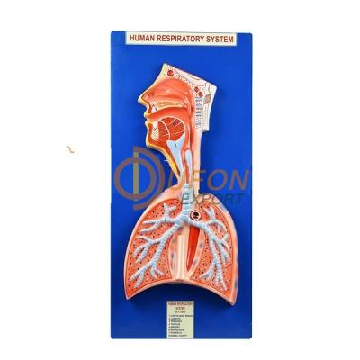 Human Respiratory System Model