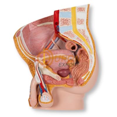 Human Reproductive System Male Model