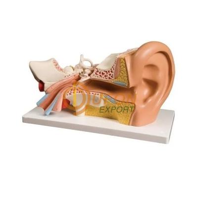 Human Internal Ear Model