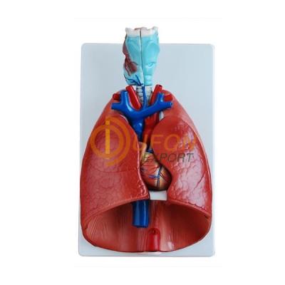 Lungs with Heart Models