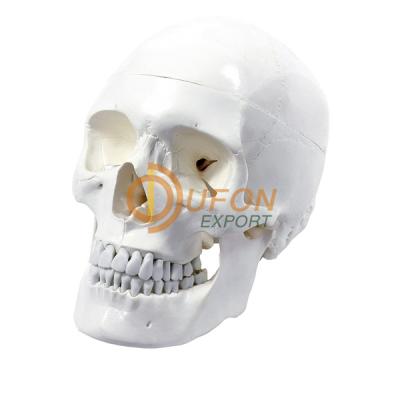 Human Skull Model