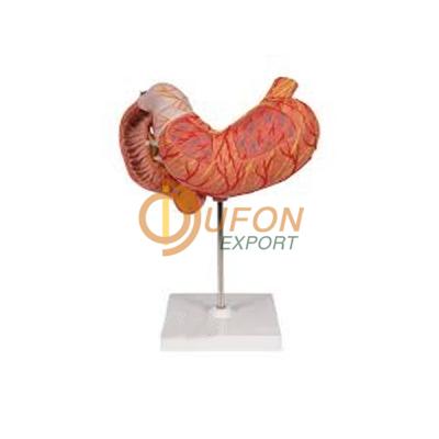 Human Stomach Model