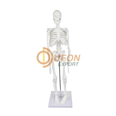 Desktop Skeleton 17 (43cm)
