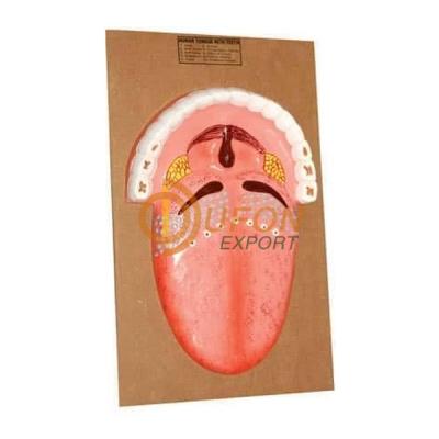 Human Tongue Model