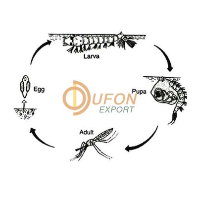 Anopheles Life Cycle Model