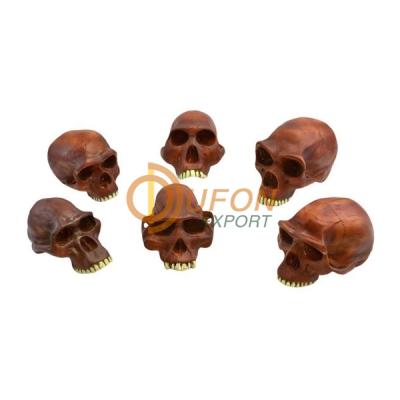 Prehistoric Man Skulls