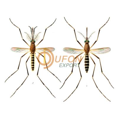 Culex Male, Female Model