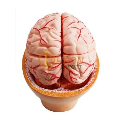 Human Head Brain