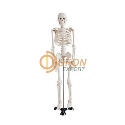 Human Skeleton Model