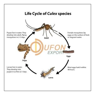 Culex Life Cycle Model