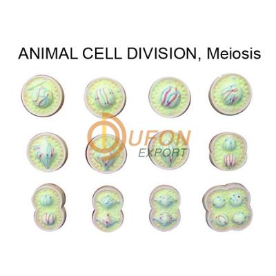 Animal Meiosis Model