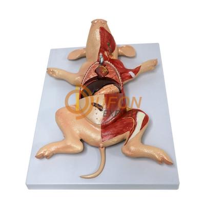 Fetal Pig Model