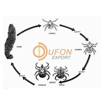 Life Cycle of Hard and Soft Tick Model
