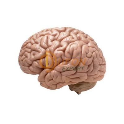 Human Brain Model