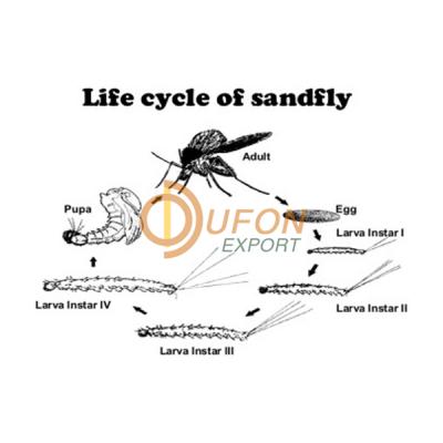 Sand Fly Life Cycle Model