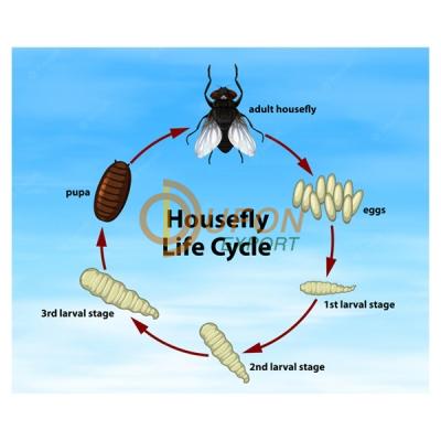 Housefly Life Cycle Model