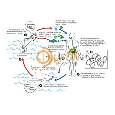 Life Cycle of Guinea Worm Model