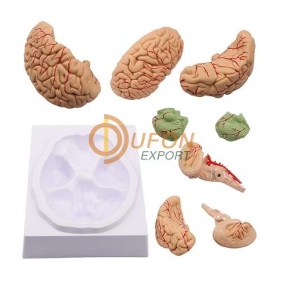 Brain Model Set of 8 Parts