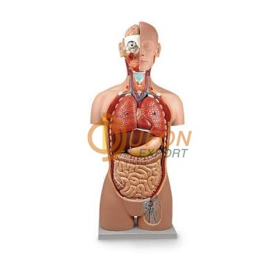 Human Torso (Unisex)
