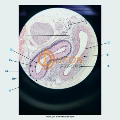 Histology Artery Prepared Slide