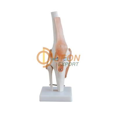 Knee Joint Model