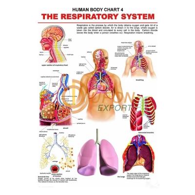 The Respiratory System Chart