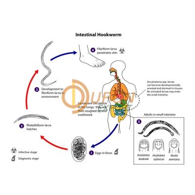 Life Cycle of Hook Worm Model