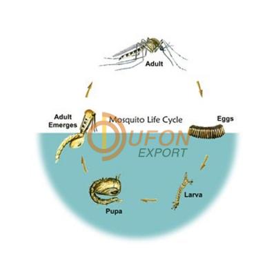 Life Cycle of Mosquito All Species Model