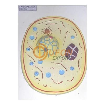 Animal Cell Model