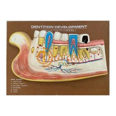 Dentition Development