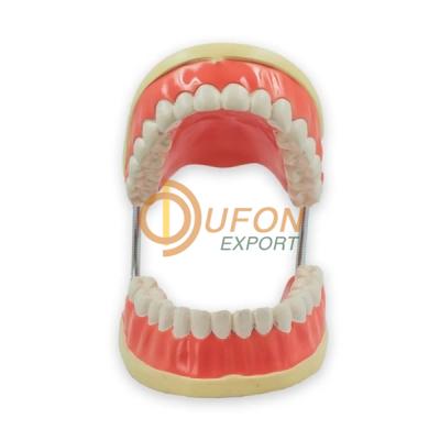 Human Teeth Model