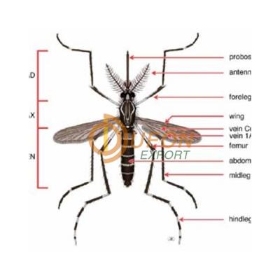 Aedes Aegypti Model
