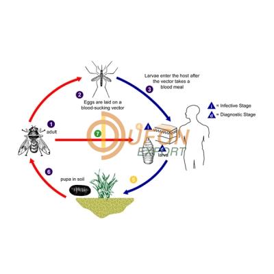 Life Cycle of Scabies Model