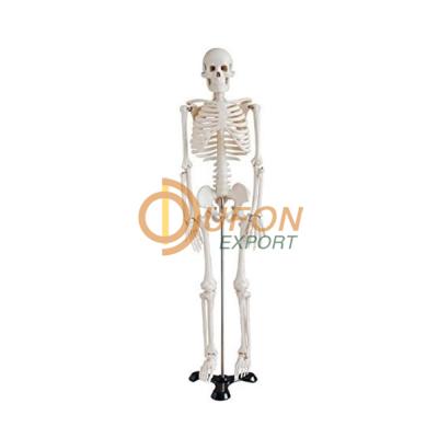 Model, Human Skeleton