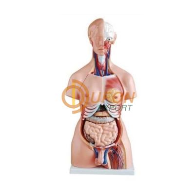 Model, Human Torso