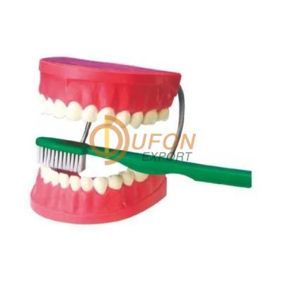 Dental Care Model