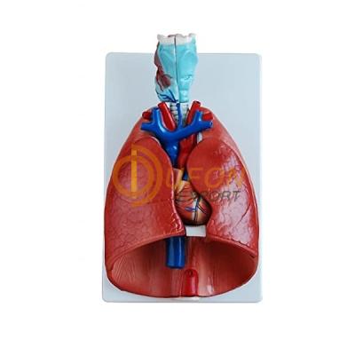 Heart and Lungs Model