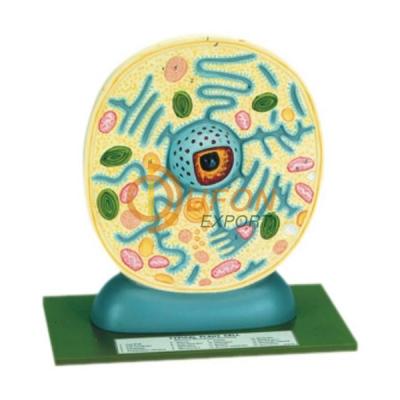 Plant Cell Model