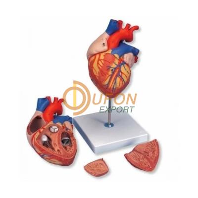 Human Heart- 4 Parts