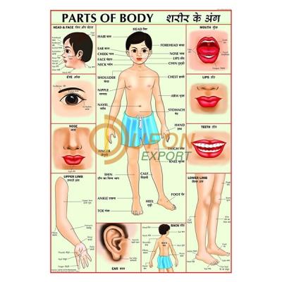 Parts of Body Chart