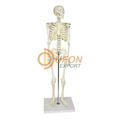 Half Size Human Skeleton 84cm with Nerve Ending