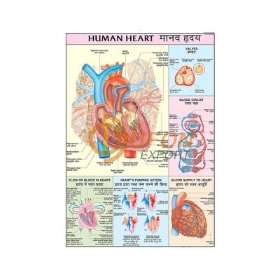 Human Heart Chart