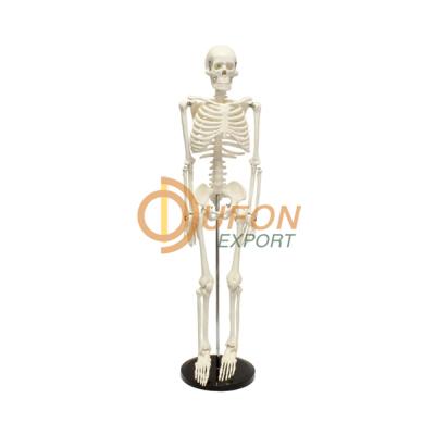 Mini Skeleton Model